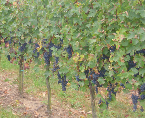 Rot (Red) Grapes are ready for picking.